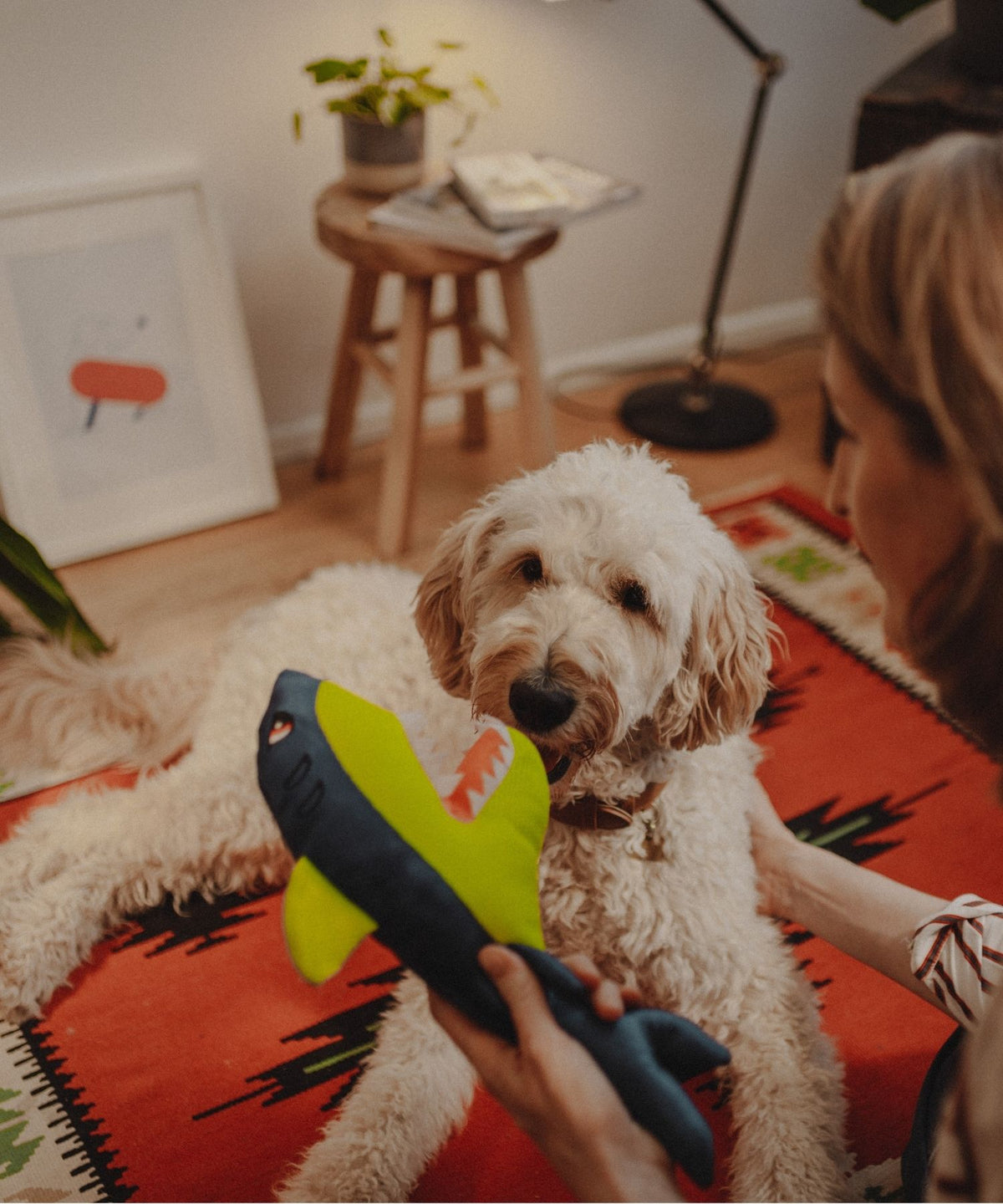 Ein Goldendoodle liegt am Boden eines Zimmers. Im Vordergrund ein Hai als Hundespielzeug, der on einer Frau gehalten wird.