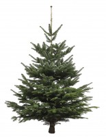 Echter Weihnachtsbaum Nordmanntanne, Höhe ca. 180 - 200 cm, Premiumqualität, frisch geschlagen