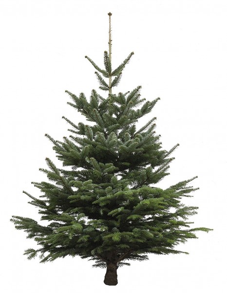 Echter Weihnachtsbaum Nordmanntanne, Höhe ca. 100 - 120 cm, Premiumqualität, frisch geschlagen