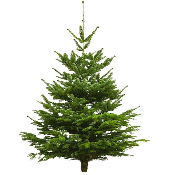 35534_Echter_Weihnachtsbaum_Nordmanntanne,_Höhe_ca_180_-_200_cm,_Premiumqualität,_frisch_geschlagen